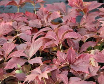 Rodgersia podophylla 'Braunlaub'