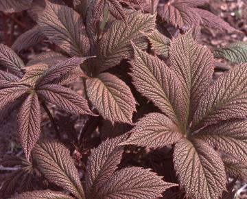 Rodgersia  'Chocolate Wings'