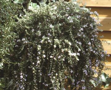 Rosmarinus repens 'Blue Rain'