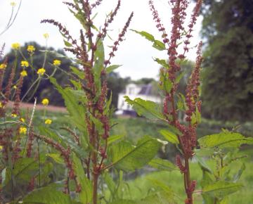 Rumex acetosa