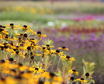 Rudbeckia fulgida var. deamii