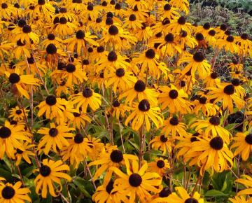 Rudbeckia fulgida 'Goldblitz'