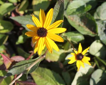 Rudbeckia fulgida 'Goldsturm'