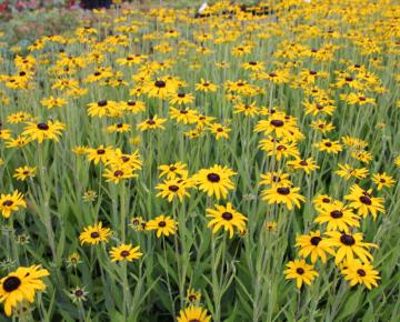 Rudbeckia fulgida var. speciosa