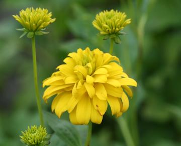 Rudbeckia laciniata 'Goldquelle'