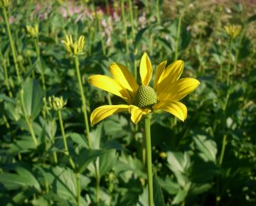 Rudbeckia maxima