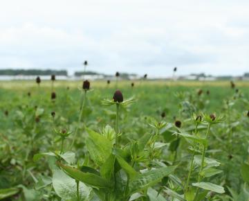 Rudbeckia occidentalis 'Green Wizard'