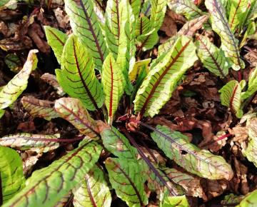 Rumex sanguineus