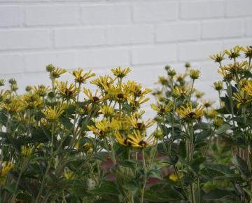 Rudbeckia subtomentosa 'Little Henry' ®