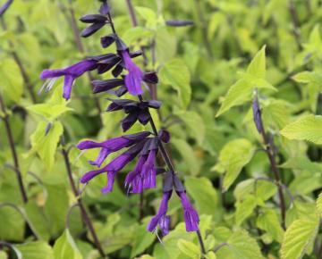 Salvia  'Amistadt' ®