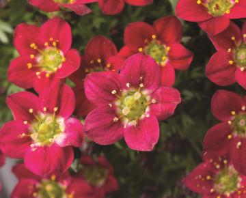 Saxifraga arendsii 'Red Pixie'(stek)