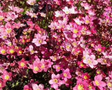 Saxifraga arendsii 'Blütenteppich'