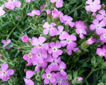Saponaria  'Bressingham'