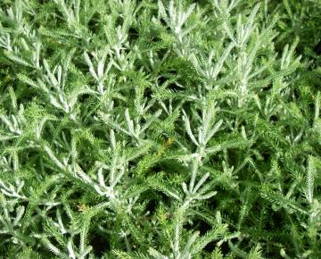 Santolina chamaecyparissus 'Edward Bowless'