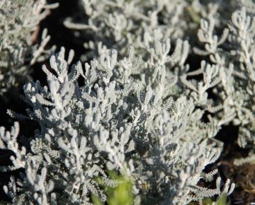 Santolina chamaecyparissus