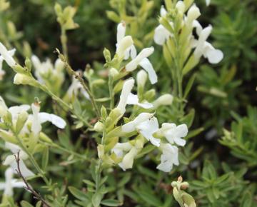 Salvia greggii 'Alba'