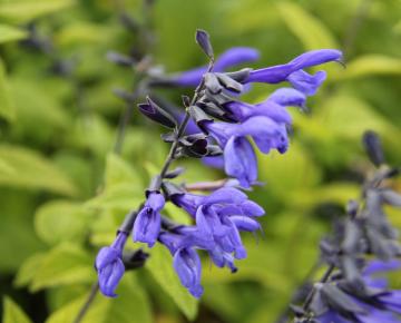 Salvia guaranitica 'Black & Bloom'