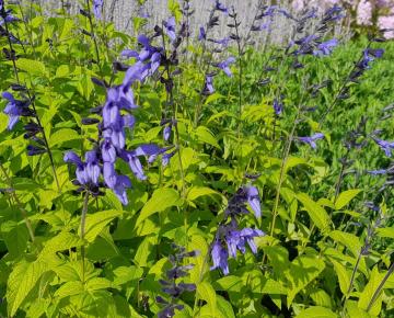 Salvia guaranitica 'Black & Blue'