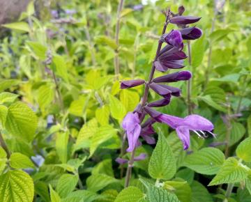 Salvia guaranitica 'Black & Lavender Pink'