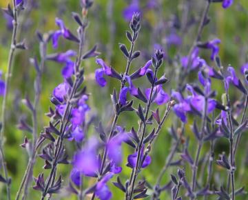 Salvia greggii 'Blue Note'
