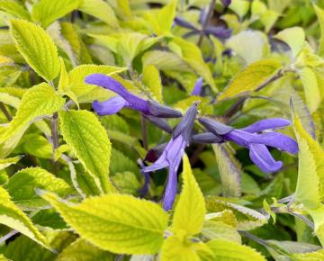 Salvia guaranitica 'Dark Blue'