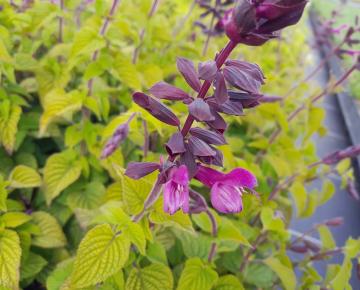 Salvia guaranitica 'Fuchsia'