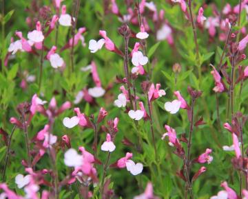 Salvia greggii 'Joy'