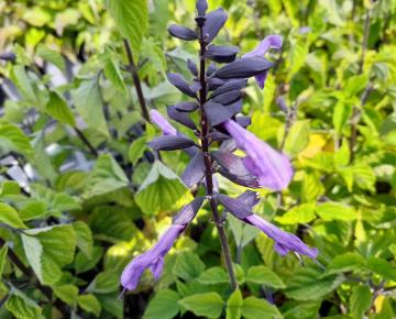 Salvia guaranitica 'Lilac & Black'