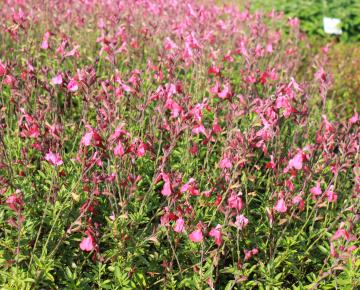 Salvia greggii 'Lipstick'