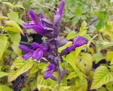 Salvia guaranitica 'Purple & Bloom'