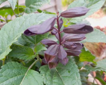 Salvia guaranitica 'Plum Crazy'
