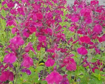 Salvia greggii 'Viola's Darling'