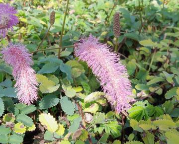 Sanguisorba hakusanensis 'Lilac Squirrel'