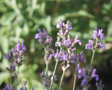 Salvia lavendulifolia