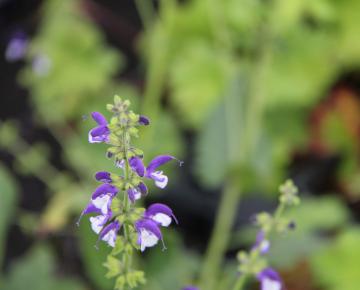 Salvia 'Madeline'