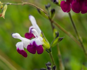 Salvia microphylla 'Amethyst Lips'