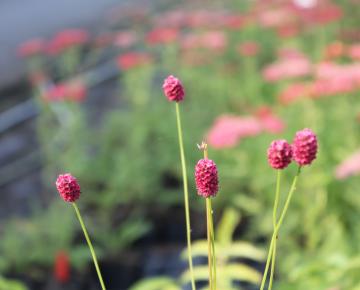 Sanguisorba menziesii