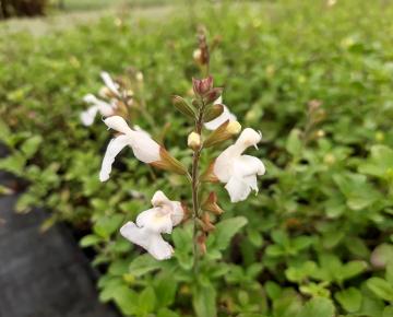 Salvia microphylla 'Gletsjer'