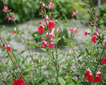 Salvia microphylla 'Hot Lips'