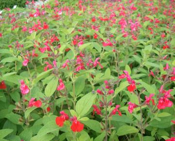 Salvia microphylla (grahamii)