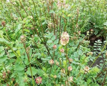 Sanguisorba minor