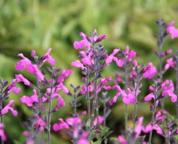 Salvia microphylla 'Pink Beauty'