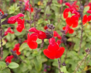 Salvia microphylla 'Royal Bumble'