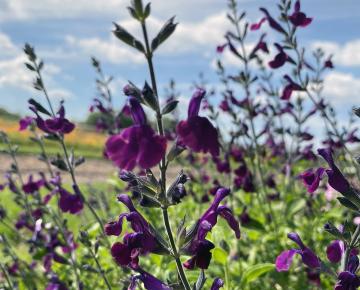 Salvia microphylla 'Salvinio Dark Purple' ®