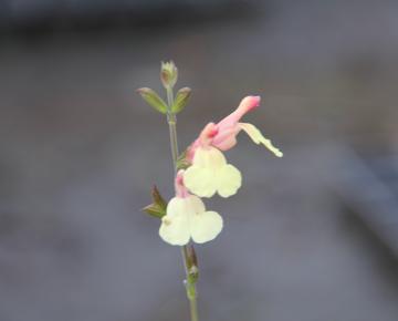 Salvia microphylla 'Salvinio Lemon'