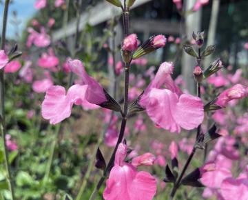 Salvia microphylla 'Salvinio Pink' ®