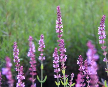 Salvia nemorosa 'Amethyst'