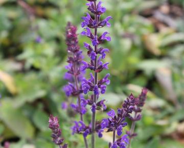 Salvia nemorosa 'Blaukönigin'