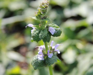 Salvia nemorosa 'Crystal Blue'
