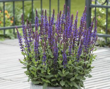 Salvia nemorosa 'Caradonna Compact'